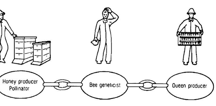 Bee Breeding